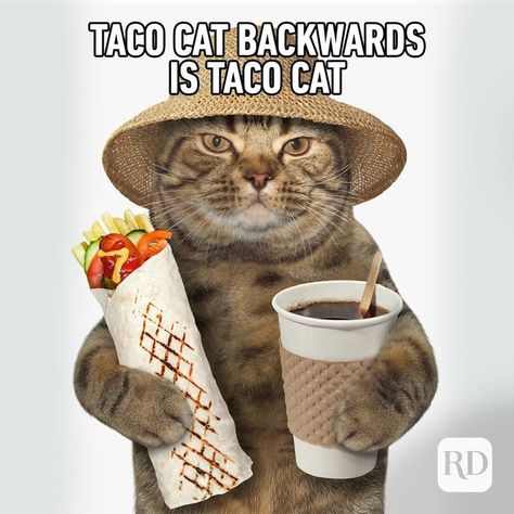 45 Cat Memes You'll Laugh at Every Time | Reader's Digest Warrior Cats Funny, Crazy Cat People, Cat Puns, Taco Cat, Cat Jokes, Funny Dog Photos, Puppy Dog Eyes, Cat People, Cat Quotes