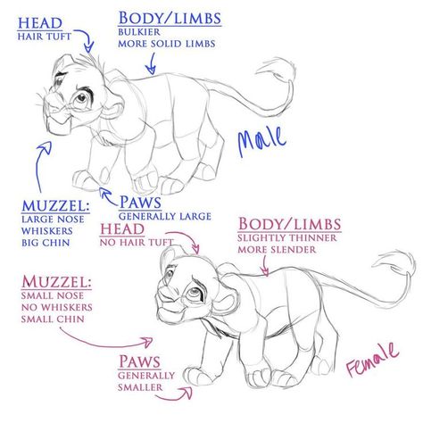 Lion Tail Drawing, How To Draw Lion King, Lion King Drawing Sketches, Lion Pose Reference, How To Draw Lion, Drawing Lion King, Lion Art Drawing, Lioness Drawing, Lion King Oc