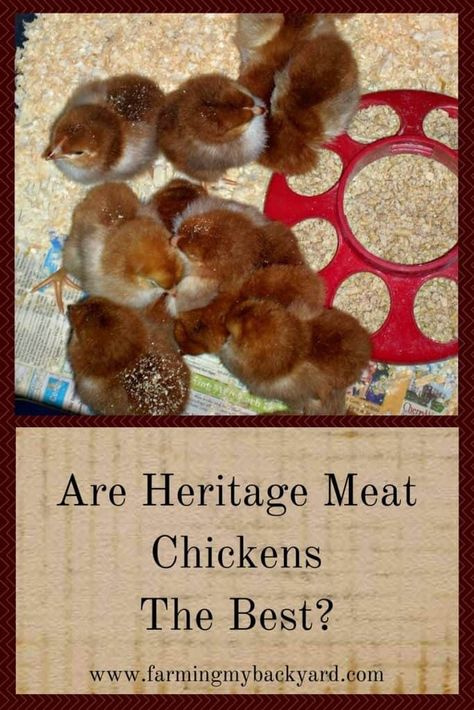 Are Heritage Meat Chicken Breeds The Best? Acreage Ideas, Traditional Homemaking, Homestead Livestock, Homesteading Hacks, Raising Meat Chickens, Chicken Coop Blueprints, Heritage Chickens, Homestead Animals, Meat Birds