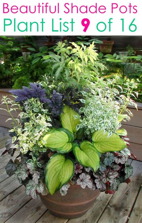 Shade Coleus, Front Planters, Potted Plants For Shade, Garden Flowers Ideas, Shade Plants Container, Shade Loving Flowers, Gemüseanbau In Kübeln, Potted Plants Patio, Diy Container