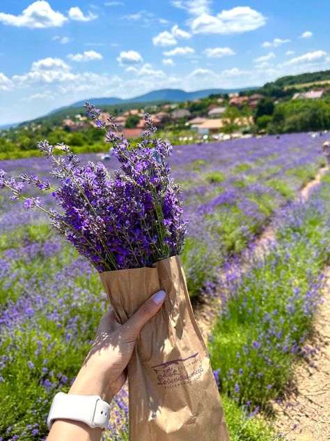 Lavender Girl Aesthetic, Lavender Plant Aesthetic, Lavender Aesthetic Flower, Lavender Field Aesthetic, Lavender Picking, Seasons Aesthetic, Sage Plant, Pastel Sunset, Herbal Plants