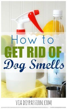 Dog Pee Smell, Flea Remedies, Pee Smell, Concrete Painting, Floor Painting, Porch Floor, Urine Smells, Pet Smell, Dog Urine