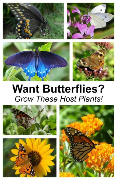 Flowers Butterflies Like, Host Plants For Butterflies, How To Start A Butterfly Garden, Butterfly Host Plants, Lupines Garden, Flowers For Butterflies, Butterfly Sanctuary, Monarch Butterfly Garden, Butterfly Lady