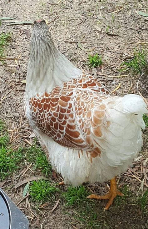 Blue Laced Gold Wyandotte, but is a 'Splash', so is more white than blue. So she is technically a Splash Laced Gold Wyandotte Gold Laced Wyandotte, Wyandotte Hen, Farmyard Animals, Wyandotte Chicken, Poultry Breeds, Chicken Raising, Laying Chickens, Chickens And Roosters, Silver Lace