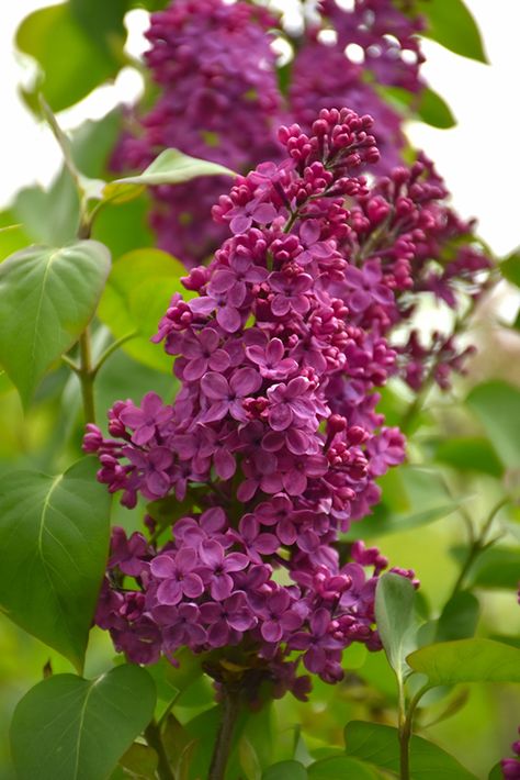 Congo Lilac (Syringa vulgaris 'Congo') at Classic Landscape Centre Common Lilac, Classic Landscape, Syringa Vulgaris, Sun Photo, Attract Butterflies, Flowers Green, Lilac Flowers, Landscaping Plants, Flower Bud