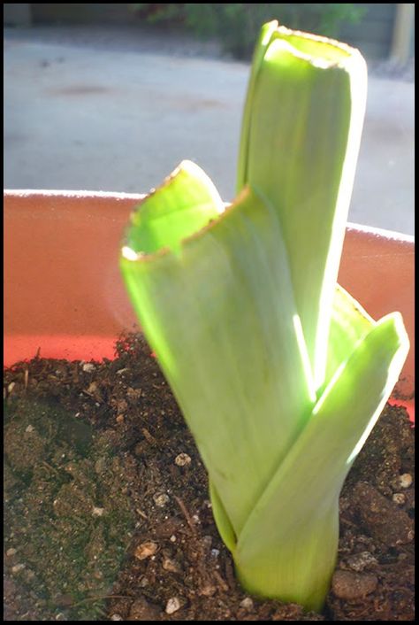 Growing Leeks, Herb Garden In Kitchen, Growing Gardens, Growing Veggies, Home Vegetable Garden, Home Landscaping, Apartment Garden, Edible Garden, Kitchen Garden