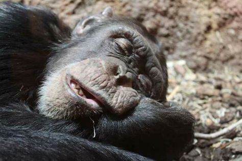 Ape Monkey, Sleep More, Great Ape, Monkeys Funny, Baboon, Natural Sleep, Silly Pictures, Animal Jokes, Primates