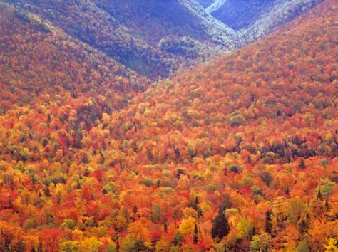 Autumn in the Highlands. It was because of the colours of Cape Breton in the autumn that British explorers created the red maple leaf as Canada’s symbol in the 18th Century. Canada Fall, Cape Breton Nova Scotia, Cabot Trail, Cape Breton Island, Fall Colours, Canada Photos, Travel Canada, Cape Breton, Newfoundland And Labrador