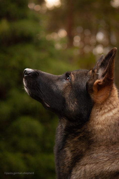 Dog Photography Ideas At Home, German Shepherd Thanksgiving, Dog Action Photography, German Shepard Photoshoot, Photoshoot Dog Ideas, German Shepherd Photoshoot, Senior Dog Photoshoot, Dog Photoshoot Ideas, Dog Photography Ideas