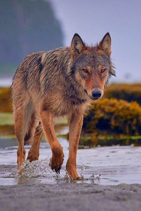 Vancouver Coastal Sea Wolf (Canis lupus crassodon) / Loup de Vancouver / Image by seaforthexpeditions (Tom McPherson) from instagram Coastal Sea Wolf, Silly Wolves, Coastal Wolf, Sea Wolves, Sea Wolf, Wolf Photography, Live Animals, Grey Wolf, Wild Dogs