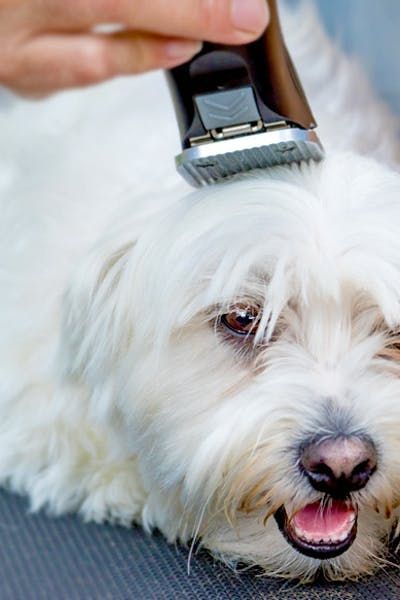 How To Properly Shave Your Dog, Maltese Dogs Haircuts, Dog Grooming Shih Tzu, Havanese Grooming, Dog Grooming Diy, Goldendoodle Grooming, Maltipoo Dog, Dog Grooming Styles, Dog Grooming Tips