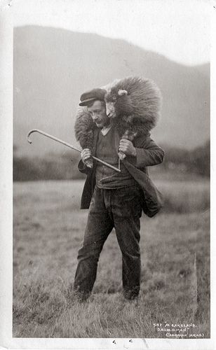 The hitchhiking guide for sheep Counting Sheep, Sheep And Lamb, Oita, The Good Shepherd, The Shepherd, Jolie Photo, Back To Nature, Vintage Photographs, Old Pictures