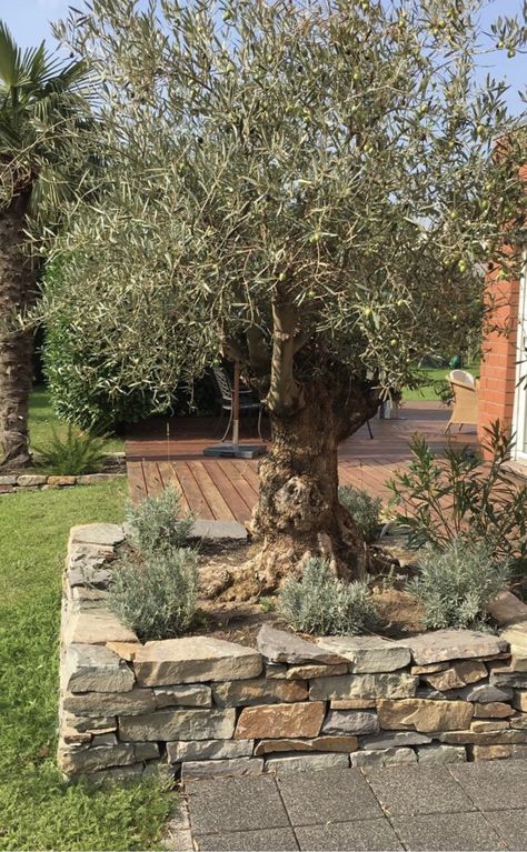 Olive Tree In Garden, Olive Tree Garden, Olive Trees Landscape, Olive Trees Garden, Mediterranean Garden Design, Spanish Garden, Stone Landscaping, Italian Garden, Olive Trees