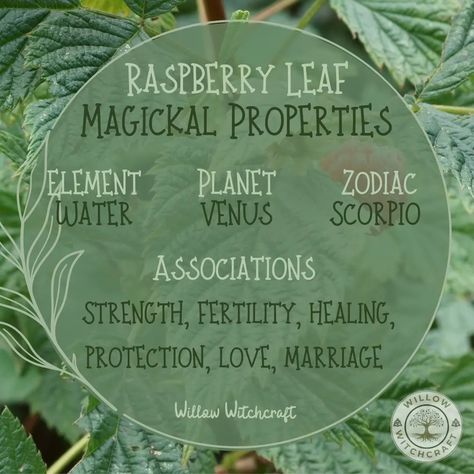 Raspberry Leaf Magical Properties, Raspberry Leaf Witchcraft, Witchy Plants, Plant Symbolism, Magical Herbs Witchcraft, Herb Magick, Herbal Witch, Spell Bottles, Kitchen Witch Recipes