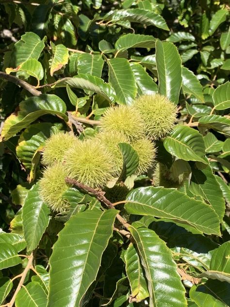 Chesnut Tree, Sweet Chestnut Tree, Shakespeare Garden, Inner Energy, Chestnut Tree, Wood Leaf, Broadleaf Evergreen, Sweet Chestnut, South Downs