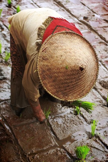 Vietnam Beauty, Tet Holiday, Beautiful Vietnam, Vietnam Voyage, Rice Field, Vietnam Tours, Rice Fields, Japanese Rice, Working People