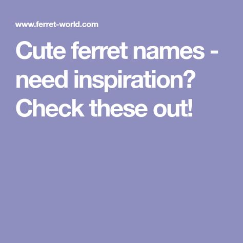 Cute ferret names - need inspiration? Check these out! Ferret Names, Names Male, Cute Ferrets, Cute Names, Cool Names, Ferret, Your Pet, Funny Cute, Pet