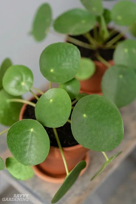 PIlea peperomioides Care: The Best Water, Light, and Fertilizer Landscape Ideas Garden, Pilea Peperomioides, Indoor House Plants, Chinese Money Plant, Plant Parent, Money Plant, Garden Hacks, Small White Flowers, New Roots