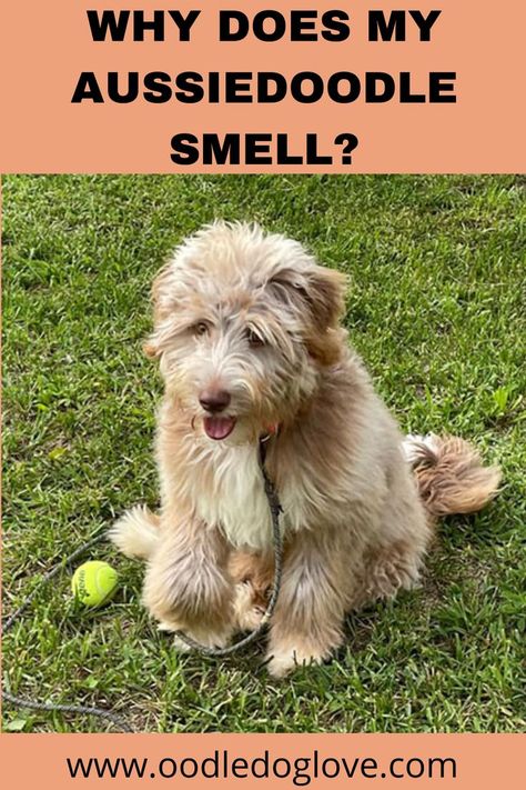 Find out some of the reasons why your Aussiedoodle may smell bad. And how to make it smell better. Aussiedoodle Grooming, Doodle Haircuts, Aussie Doodle Puppy, Aussie Doodle, How To Make Doodle, Double Doodle, Puppy Shampoo, Mohawk Haircut, Puppy Grooming