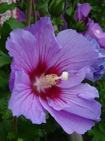 Hibiscus Schizopetalus, Purple Hibiscus Flower, Flower Ikebana, Cute Widgets, Flower Planting Guide, Sacred Garden, Purple Hibiscus, Purple Beach, Tattoo Flowers