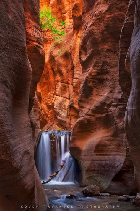 Kanarra Falls, Zion National Park, Utah ---- TOP 10 USA Waterfalls Waterfall Wallpaper, Rock Waterfall, Restaurants In Nyc, Zion National Park Utah, Beautiful Waterfalls, Zion National Park, Great Smoky Mountains, Vacation Destinations, Places I Want To Go