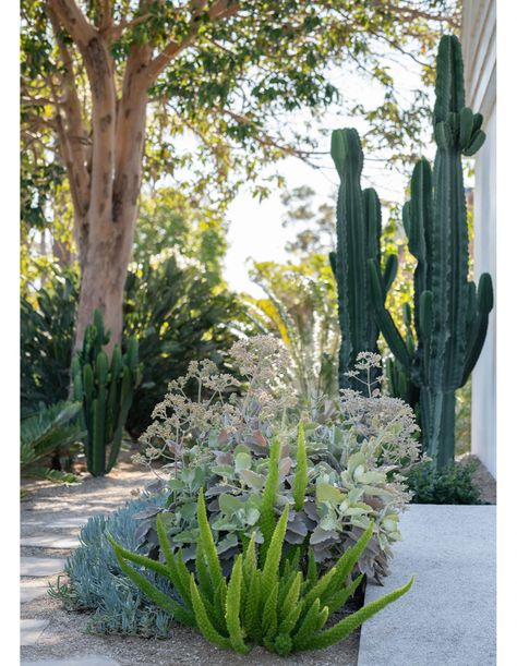 Arizona Front Yard, Garden Moodboard, Palm Springs Garden, Convent Garden, Palm Springs Architecture, Seaside Garden, Garden Inspo, Dry Garden, Coastal Gardens