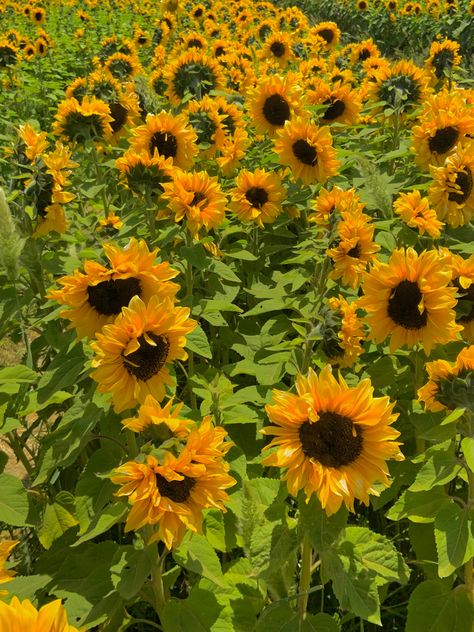 Sunflower Field Aesthetic, Faerie Aesthetic, Biblical Paintings, Cartoon Love Photo, Sunflower Garden, Sunflower Wallpaper, Flower Collection, Sunflower Field, Cartoons Love