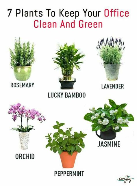 #houseplants #indoorplants Best Plants For Bedroom, Tanaman Indoor, Household Plants, Plant Care Houseplant, Inside Plants, Growing Plants Indoors, Best Indoor Plants, Decoration Plante, Bedroom Plants