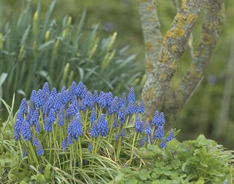 Muscari Armeniacum, Hyacinth Bulbs, Grape Hyacinth, Summer Bulbs, Window Garden, Buy Plants Online, Gravel Garden, Garden Types, Wildlife Gardening