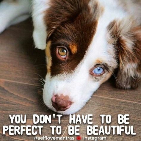 You are a beautiful person.   You have a beautiful mind and soul.   You don't have to be perfect.   Nobody is.  Embrace your beauty and don't be afraid to show it to the world. Blue Eyed Dog, Sheep Dog Puppy, Australian Shepherds, Cute Animals Images, West Highland Terrier, Scottish Terrier, Cute Animal Pictures, Terrier Dogs, Baby Dogs