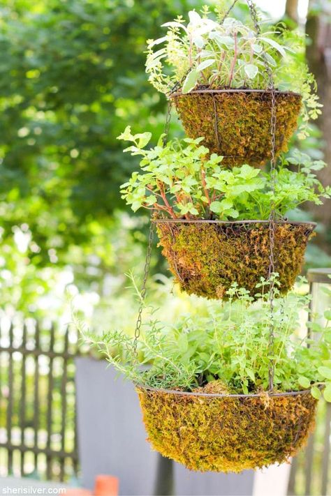 hanging herb garden | Sheri Silver - living a well-tended life... at any age Hanging Herb Gardens, Garden Baskets, Vertical Herb Gardens, Hanging Herb Garden, Hanging Herbs, Vertical Herb Garden, Herb Planters, Tiny Space, Gardening Advice