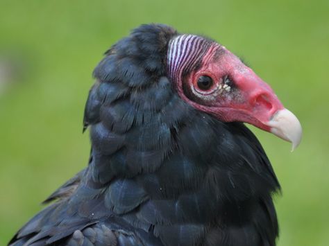 Turkey Vulture.-Cathartes aura | Copyright by Zooman2009. Al… | Flickr Bearded Vulture Art, Bearded Vulture Aesthetic, Bearded Vulture Wings, Bearded Vulture Photography, Cinereous Vulture, Turkey Vultures, Turkey Vulture, Feathered Dinosaurs, Vulture Culture