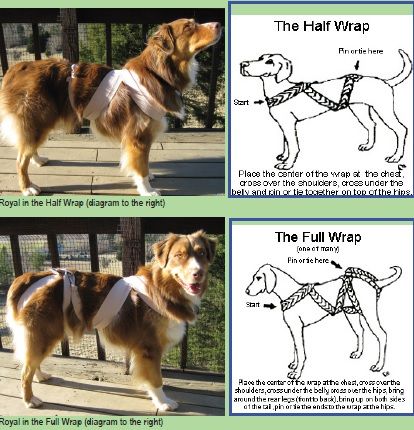 Thunder Shirt For Dogs, House With Windows, Dogs And Fireworks, Animal Tips, Pet Recipes, Dog Infographic, Meds For Dogs, Thunder Shirt, Dogs Diy Projects