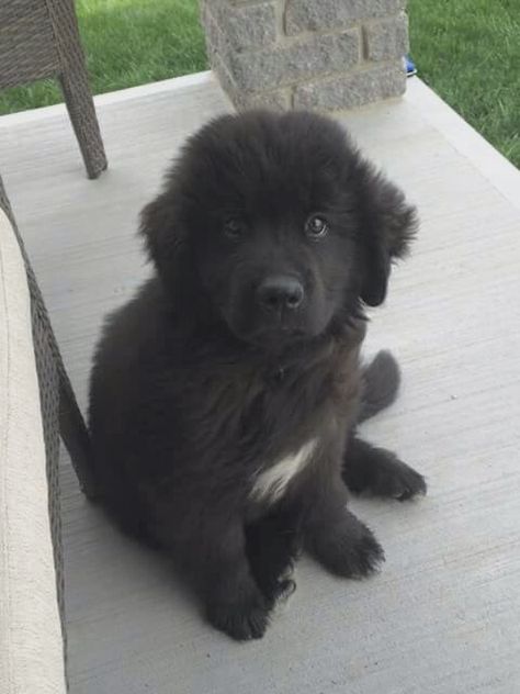 Newfoundland Puppy, Newfoundland Puppies, Newfoundland Dogs, Tiny Puppies, Newfoundland Dog, Newfoundland, Baby Dogs, Exotic Pets, Beautiful Dogs