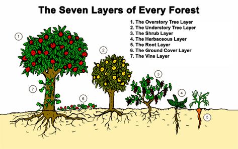 (Artwork by Graham Burnett from his book “Permaculture A Beginners Guide” – www.spiralseed.co.uk) Every forest in the world has a minimum of seven layers. (Some tropical and subtropical forests have up to nine layers and depending on how... Food Forest Garden, Growing Tomatoes In Containers, Permaculture Gardening, Permaculture Design, Edible Landscaping, Food Forest, Forest Garden, Food Garden, Companion Planting