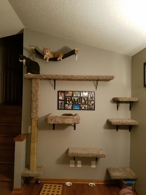 My husband's awesome creation of a cat wall! Wall Mounted Cat Bed Diy, Cat Corner Shelves, Cat Beds On Wall, Cat Diy Wall Projects, Cat Shelves In Bedroom, Cat Wall Shelves Ideas, Cat Shelves Diy Climbing Wall Bedroom, Wall For Cats Diy Projects, Wall Cat Tree Ideas