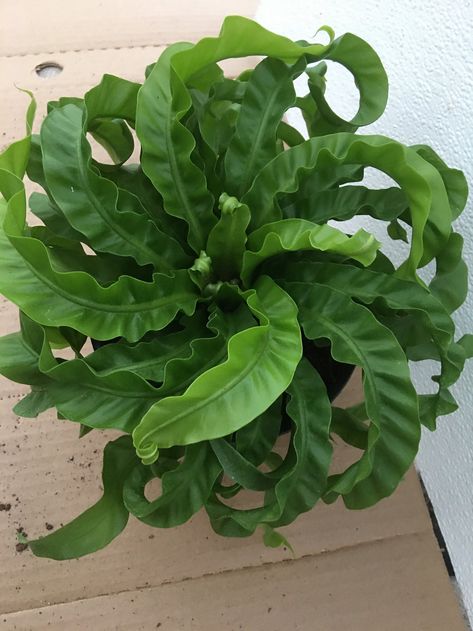 Bird's Nest Fern "Hurricane has large, wavy, green leaves coming out of a central rosette Cool Looking Plants, Riparium Plants, Unique House Plants, Modern Cottages, Birds Nest Fern, Frog Terrarium, Bird's Nest Fern, Ferns Care, Ferns Garden