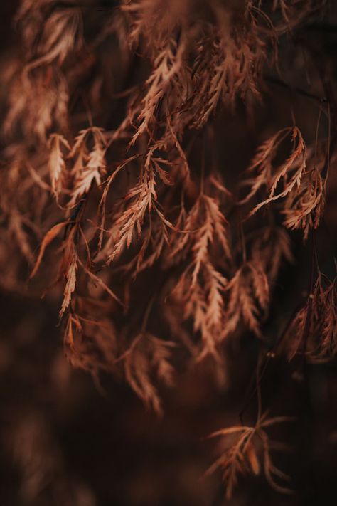 Forest Brown Aesthetic, Water Journal, Eye Trends, Forest Brown, Brown Image, Aesthetic Garden, Fall Photography, Woods Photography, Autumn Magic