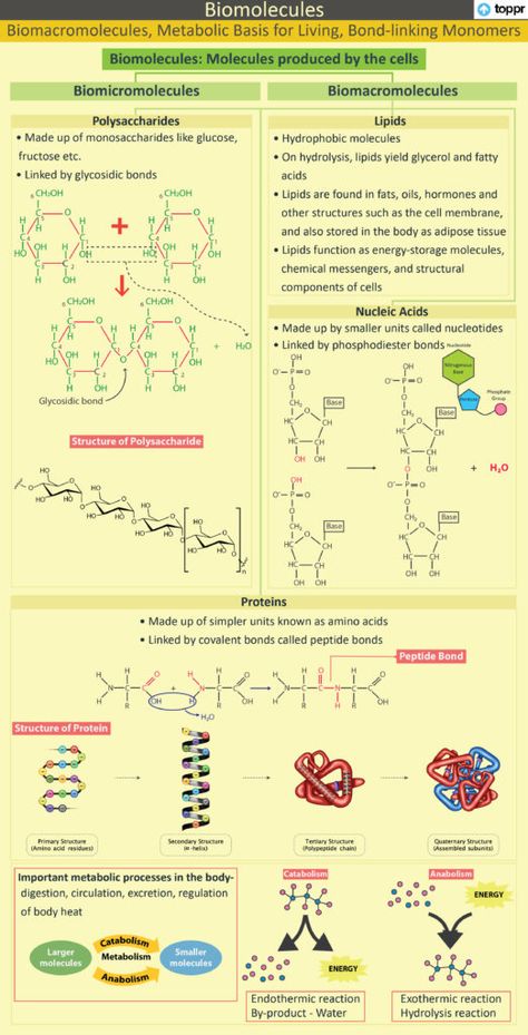 Nitrogenous Base, Peptide Bond, Functional Group, Living Organisms, Carboxylic Acid, Chemical Bond, Covalent Bonding, Nucleic Acid, Water Molecule