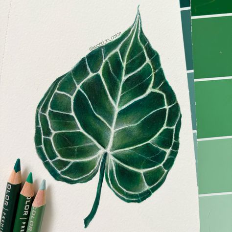 Leaf drawing by World In Color on ig #art #artist #artwork #leaf #plant #plants #drawing #coloredpencil #coloredpencildrawing #coloredpencilart Leaves Drawing Sketches, Pencil Plant, Plants Drawing, Portraits Art, Plant Projects, Animal Portraits Art, Leaf Plant, Animal Portraits, Leaf Drawing