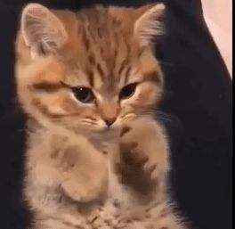 Animal Videos, Cute Kittens, Baby Cats, Funny Animal Videos, Funny Animal, A Cat, Cats And Kittens