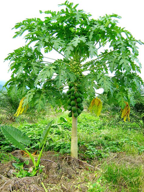 Papaya tree Papaya Plant, Papaya Tree, Perennial Vegetables, Best Perennials, Banana Tree, Tropical Tree, Fotografi Alam Semula Jadi, Tree Care, Fruit Plants