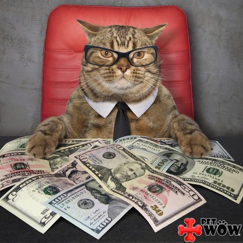 Cat Money Drawing, Cat With Money, Cat Gangster, Cat Money, Business Cat, Money Cat, Mean Cat, Ugly Cat, Neko Cat