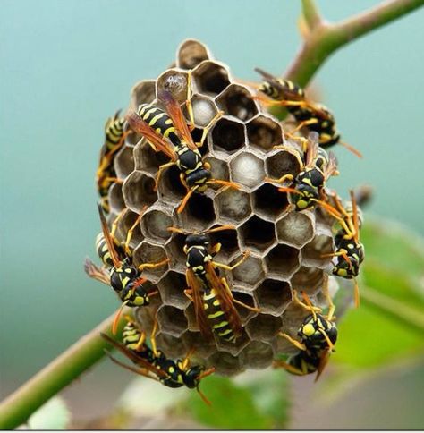 Insect Reference, Paper Wasp, Macro Photography Nature, Classroom Science, Sculpture Inspiration, Wasp Nest, Psychic Readings Free, Buzz Bee, Bees And Wasps