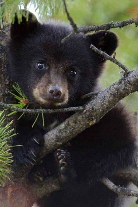 This is the most adorable baby bear face I've ever seen. Photo Ours, Black Bear Cub, Regnul Animal, Bear Pictures, Bear Cub, Monkeys Funny, Airbrush Art, Bear Cubs, Sweet Animals