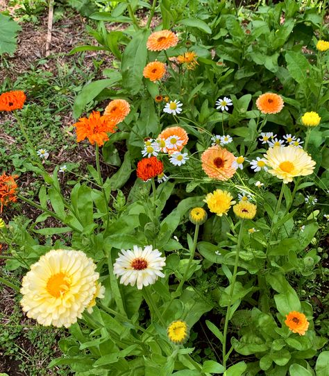 10 Easiest Annual Cut Flowers to Grow From Seed and 2 to Avoid Backyard Cut Flower Garden, Cut Flowers To Grow, Flowers From Seed, Growing Cut Flowers, Grow From Seed, Flowers To Grow, Cut Flower Farm, Small Front Yard Landscaping, Starting A Vegetable Garden