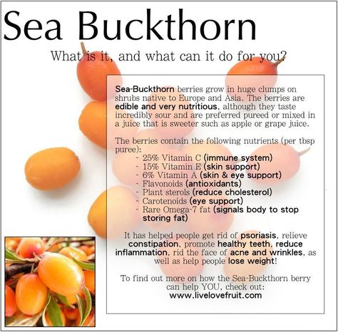 What is Sea Buckthorn? SBT Seabuckthorn has many benefits. Learn more at: www.seabuckthorn.com Sea Buckthorn Seed Oil Benefits, Omega 7 Benefits, Sea Buckthorn Seed Oil, Omega 7 Sea Buckthorn Oil Benefits, Sea Buckthorn Oil Benefits Skin Care, Seabuckthorn Benefits, Seabuckthorn Oil Benefits, Sea Buckthorn Oil Benefits, Buckthorn Benefits