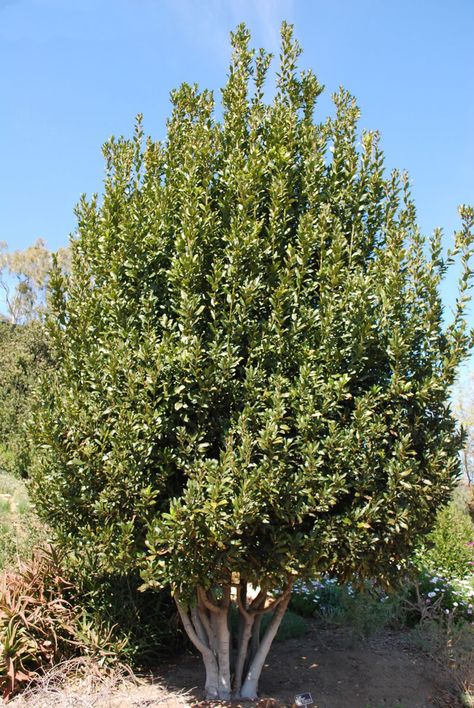 This picture of a tree represents how Daphne is turned into a laurel tree by her father when she cries out for help from Apollo's pursuit. This image was found at www.plantsresue.com. Bay Leaf Tree, Tree Meanings, Bay Laurel Tree, California Landscaping, Online Landscape Design, Bay Laurel, Laurel Tree, Laurus Nobilis, Bay Tree