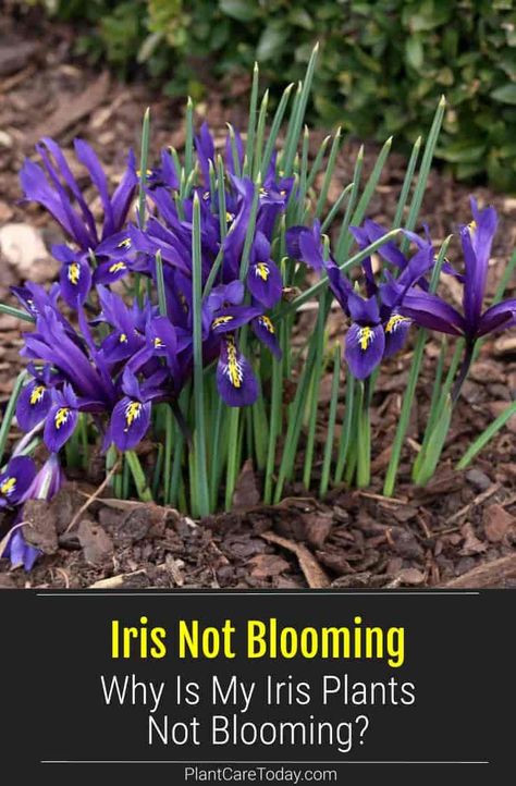 Iris plants have beautiful flowers that bloom in springtime. But what if Your Iris does not bloom? We share Details! Iris Care After Bloom, Dutch Iris Garden Ideas, Iris Flower Bed Ideas, Iris Flowers Garden, Best Perennials For Shade, African Iris, Iris Rhizomes, Japanese Iris, Dutch Iris