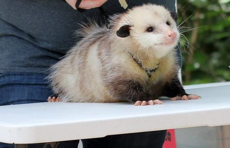 Awesome Possum, Pretty Animals, Silly Animals, Beautiful Animals, Cute Creatures, Animal Photo, Cute Little Animals, Ferret, Animal Memes